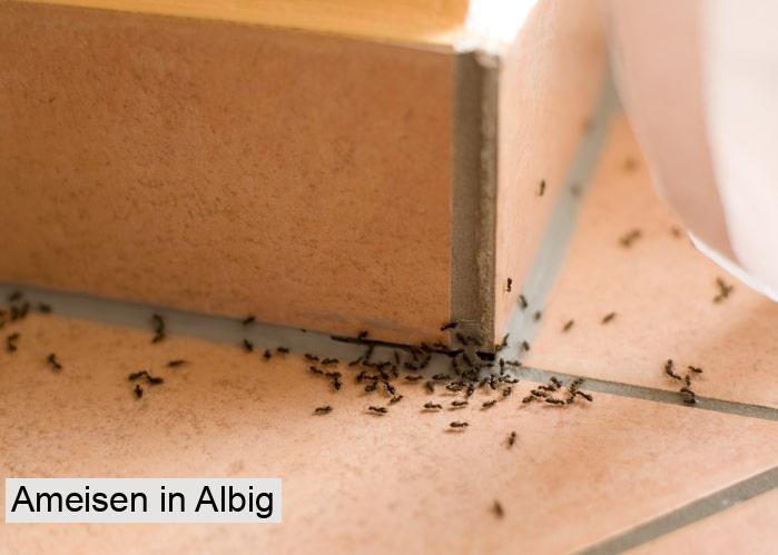 Ameisen in Albig