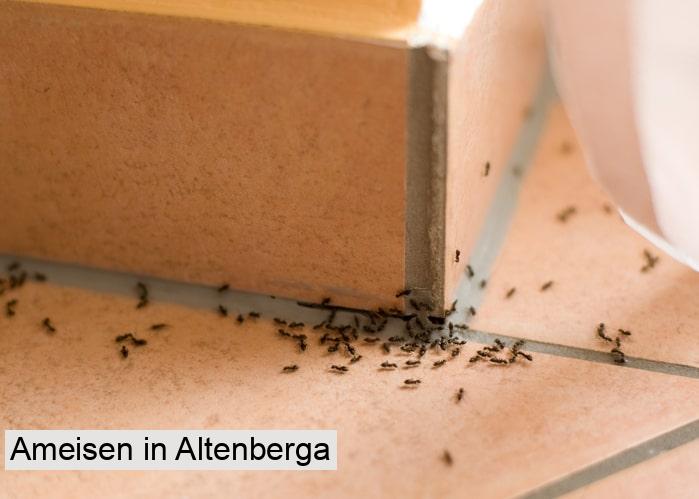 Ameisen in Altenberga