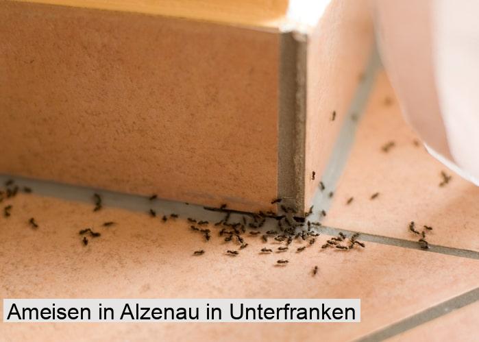 Ameisen in Alzenau in Unterfranken