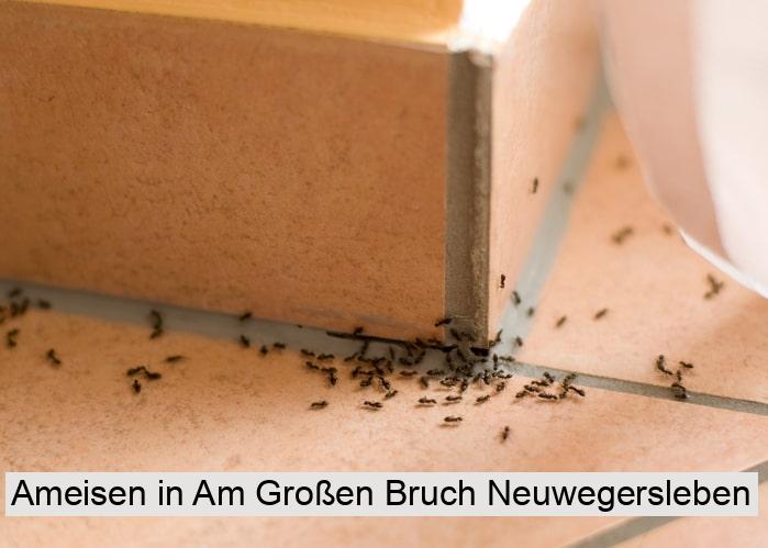 Ameisen in Am Großen Bruch Neuwegersleben