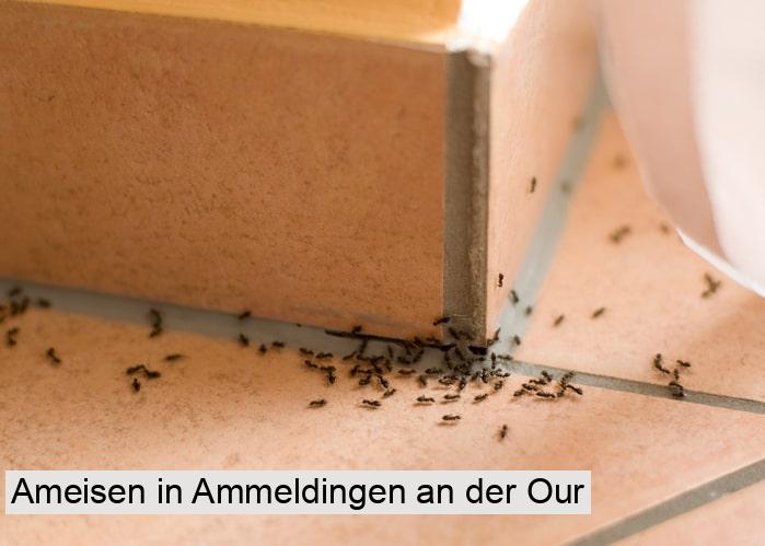 Ameisen in Ammeldingen an der Our