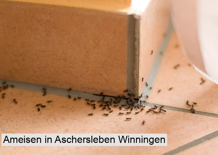 Ameisen in Aschersleben Winningen