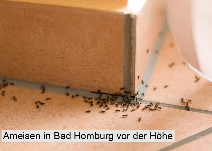 Ameisen in Bad Homburg vor der Höhe