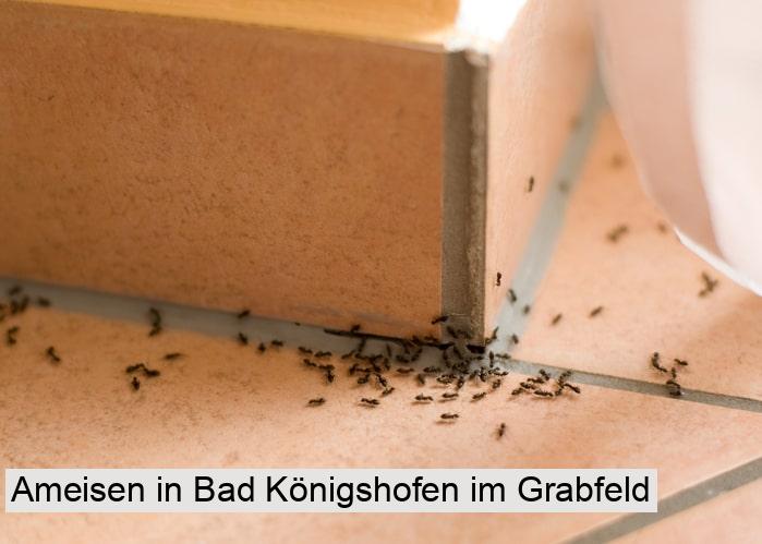 Ameisen in Bad Königshofen im Grabfeld