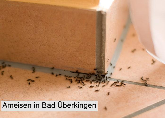 Ameisen in Bad Überkingen