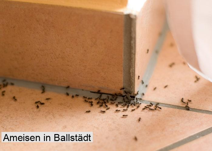 Ameisen in Ballstädt