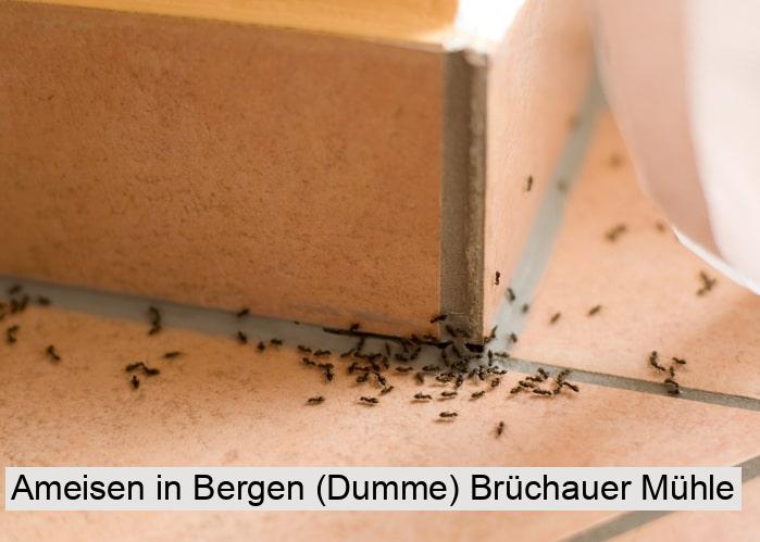 Ameisen in Bergen (Dumme) Brüchauer Mühle