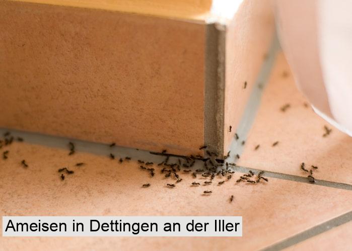 Ameisen in Dettingen an der Iller