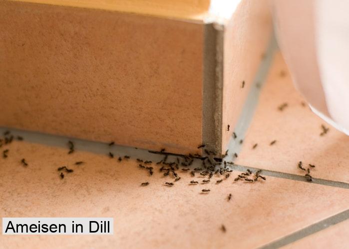 Ameisen in Dill
