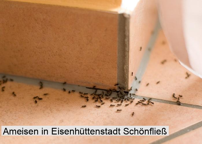 Ameisen in Eisenhüttenstadt Schönfließ