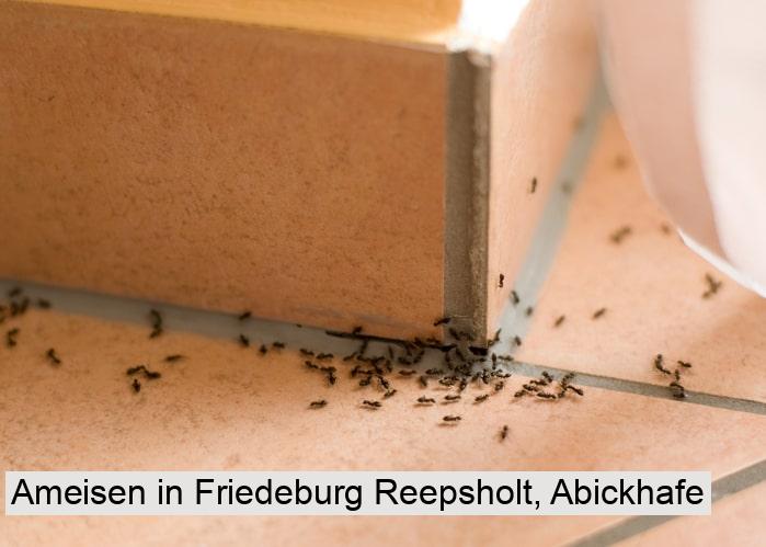 Ameisen in Friedeburg Reepsholt, Abickhafe