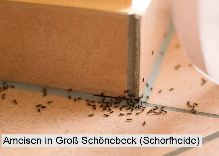 Ameisen in Groß Schönebeck (Schorfheide)