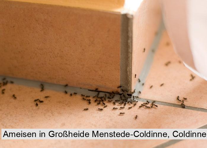Ameisen in Großheide Menstede-Coldinne, Coldinne