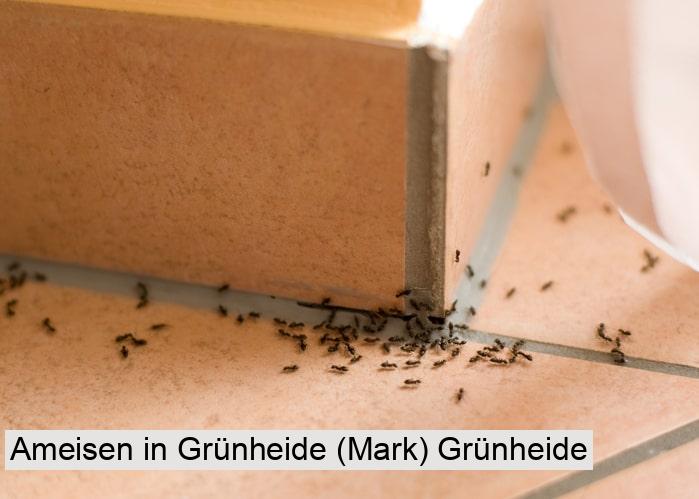Ameisen in Grünheide (Mark) Grünheide