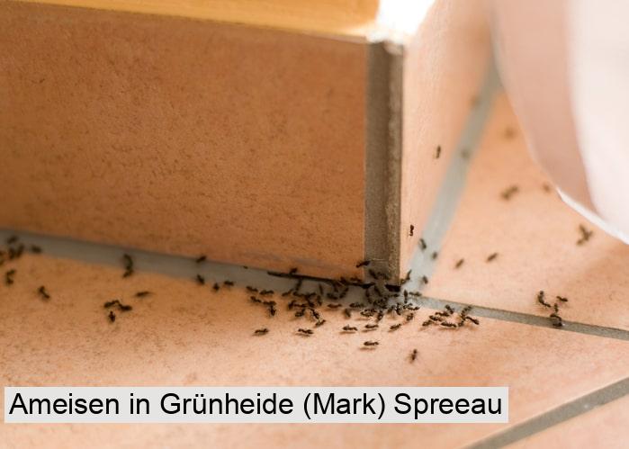 Ameisen in Grünheide (Mark) Spreeau