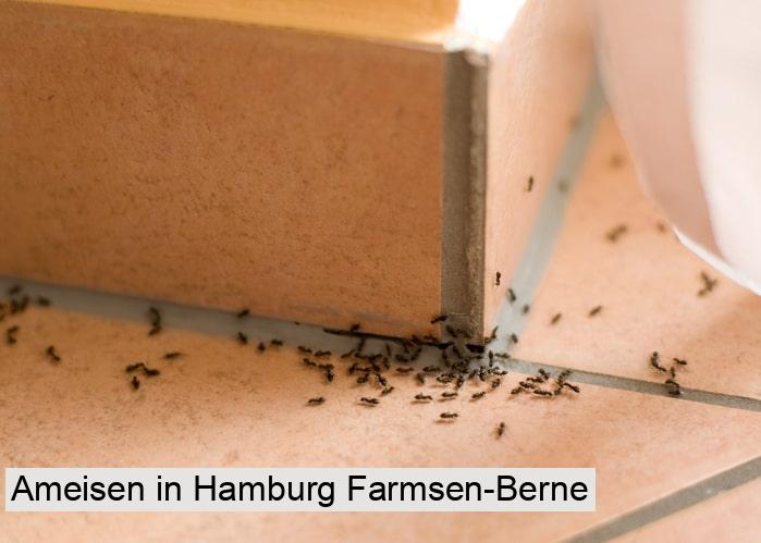 Ameisen in Hamburg Farmsen-Berne