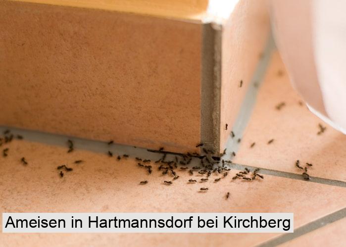 Ameisen in Hartmannsdorf bei Kirchberg