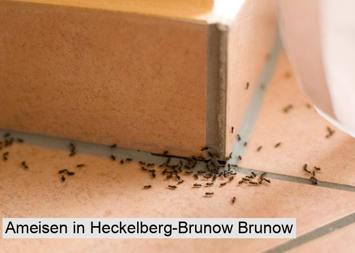 Ameisen in Heckelberg-Brunow Brunow