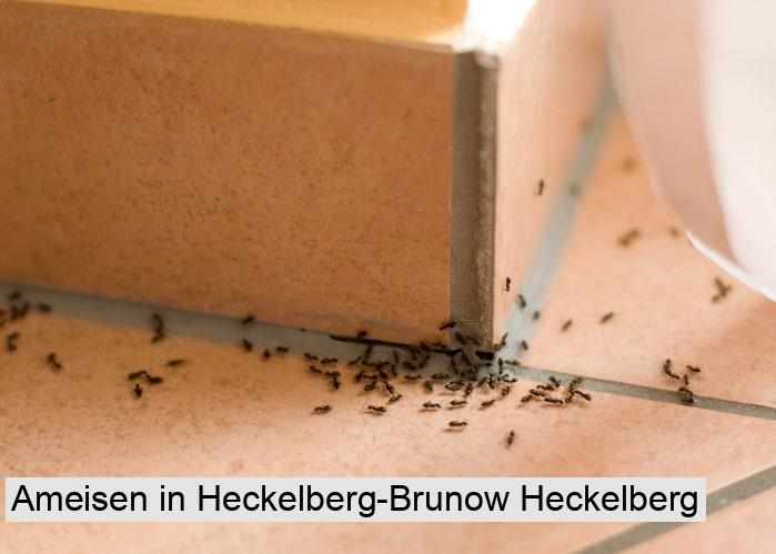 Ameisen in Heckelberg-Brunow Heckelberg