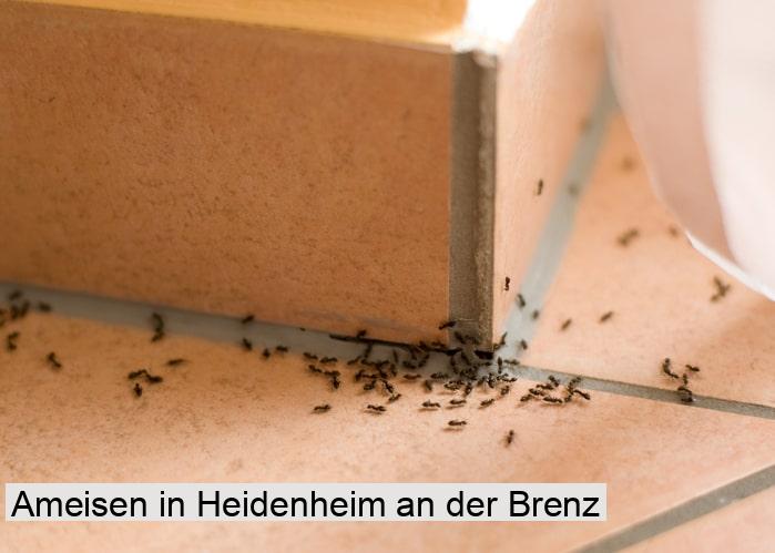 Ameisen in Heidenheim an der Brenz