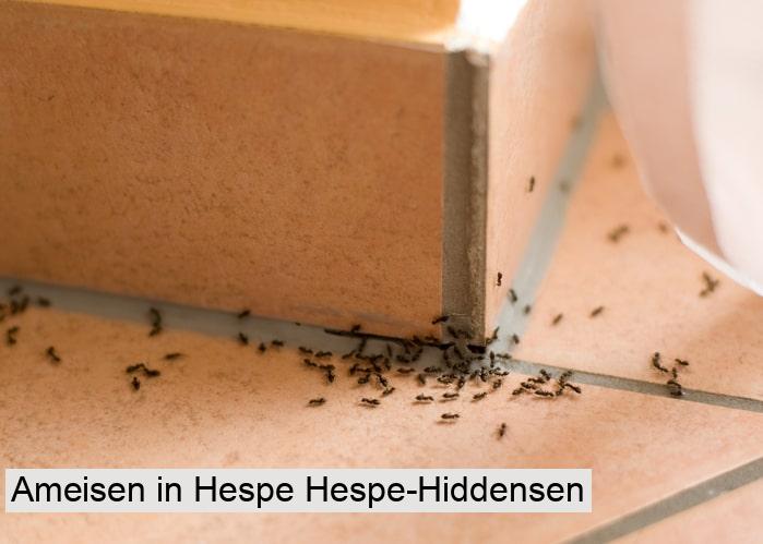 Ameisen in Hespe Hespe-Hiddensen