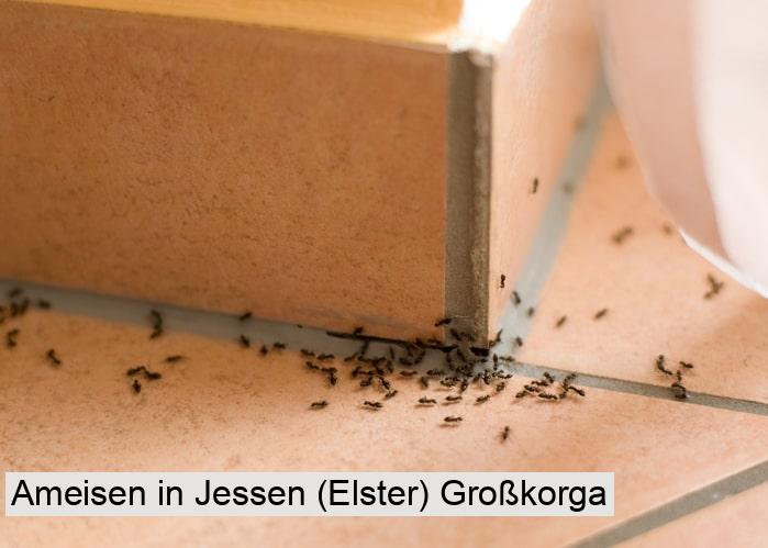 Ameisen in Jessen (Elster) Großkorga
