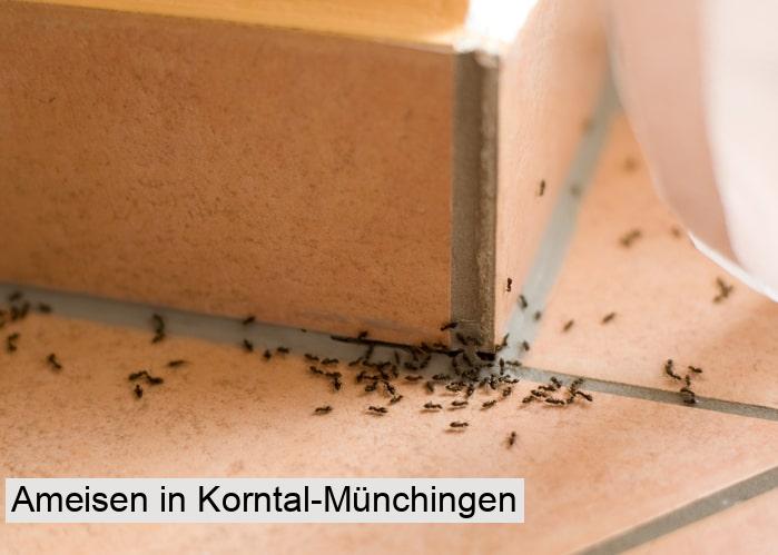 Ameisen in Korntal-Münchingen