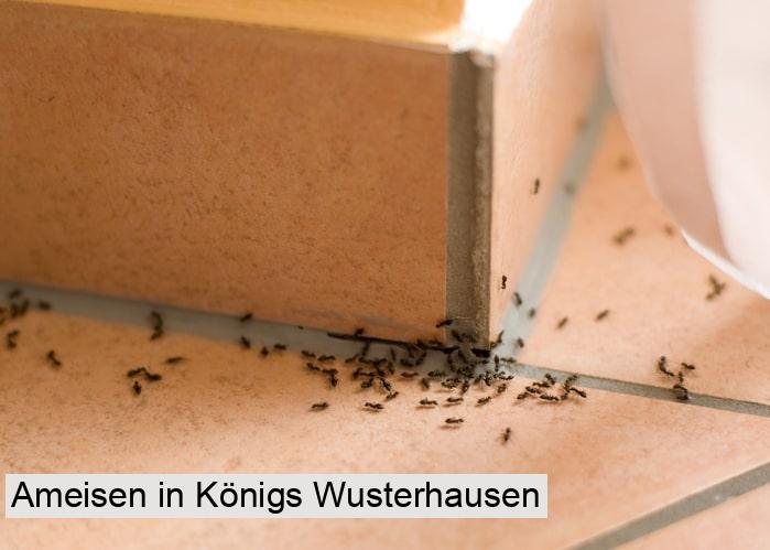 Ameisen in Königs Wusterhausen