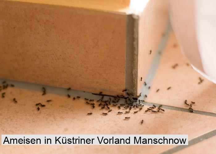 Ameisen in Küstriner Vorland Manschnow