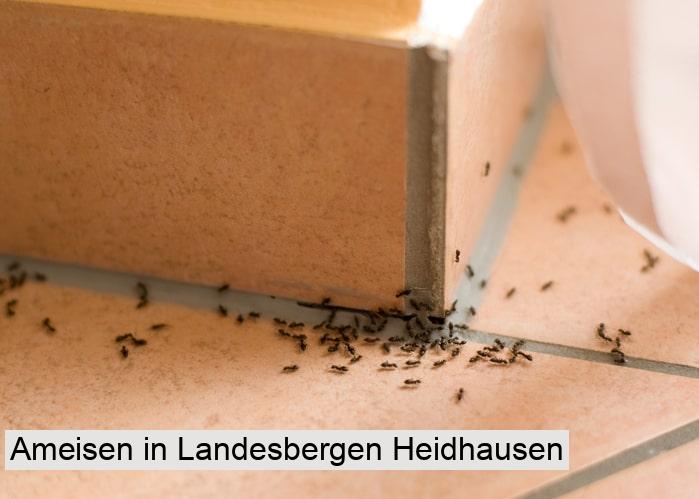 Ameisen in Landesbergen Heidhausen