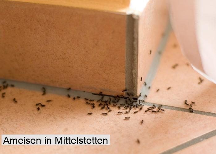 Ameisen in Mittelstetten