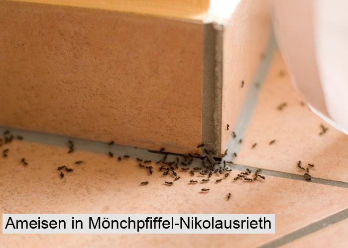Ameisen in Mönchpfiffel-Nikolausrieth