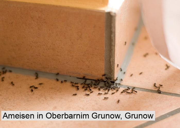 Ameisen in Oberbarnim Grunow, Grunow