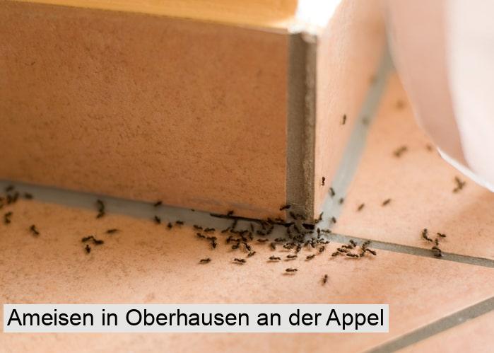 Ameisen in Oberhausen an der Appel