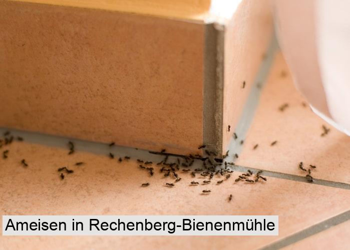 Ameisen in Rechenberg-Bienenmühle