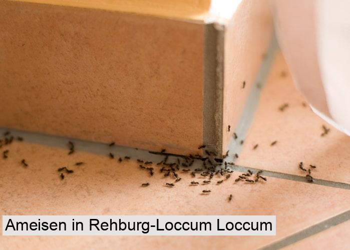 Ameisen in Rehburg-Loccum Loccum