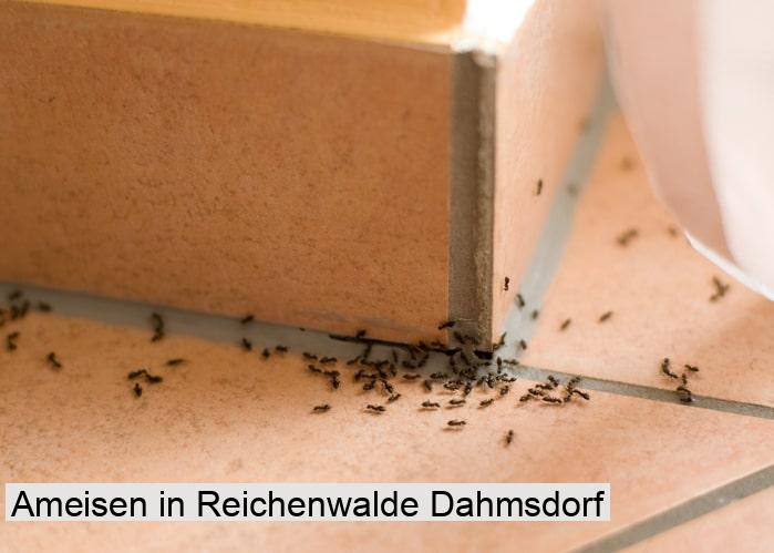 Ameisen in Reichenwalde Dahmsdorf