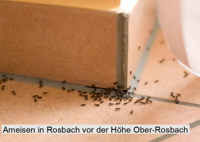 Ameisen in Rosbach vor der Höhe Ober-Rosbach