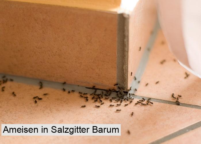 Ameisen in Salzgitter Barum