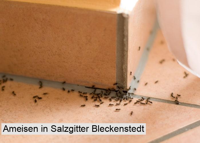 Ameisen in Salzgitter Bleckenstedt