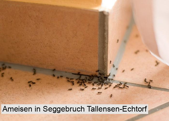 Ameisen in Seggebruch Tallensen-Echtorf