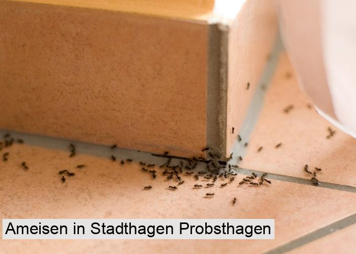 Ameisen in Stadthagen Probsthagen