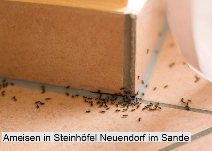 Ameisen in Steinhöfel Neuendorf im Sande