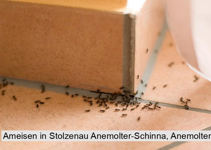 Ameisen in Stolzenau Anemolter-Schinna, Anemolter