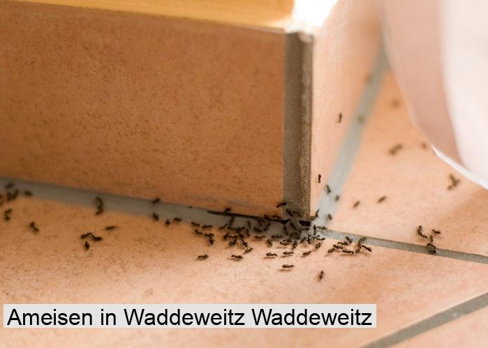 Ameisen in Waddeweitz Waddeweitz