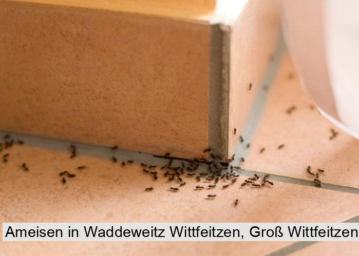 Ameisen in Waddeweitz Wittfeitzen, Groß Wittfeitzen